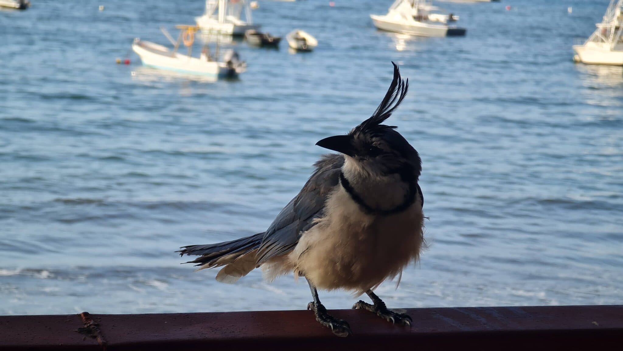 Steller’s Jay posing with bay and boats | Natural Costa Rica