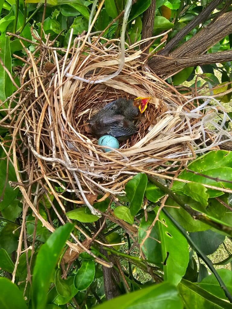 Baby Bird in Nest with Egg | Natural Costa Rica