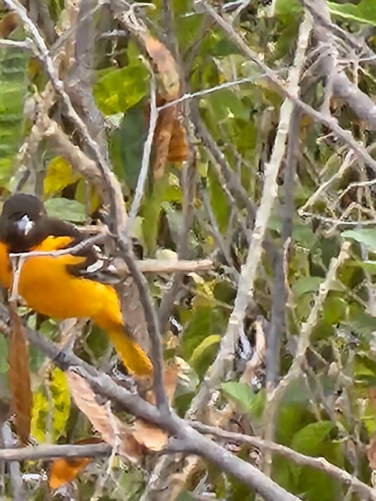 Oriole perched on branches in dappled light | Natural Costa Rica