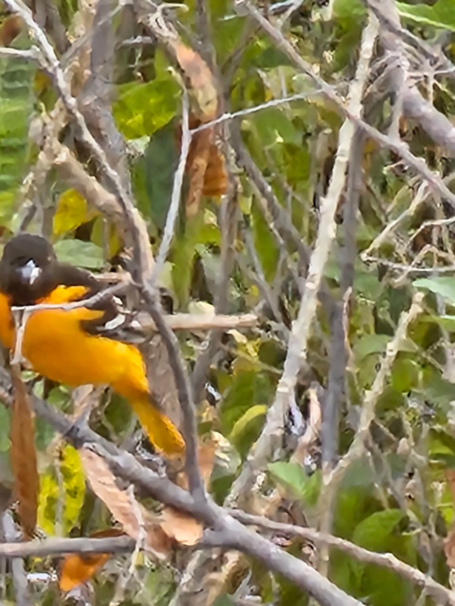 Oriole perched on branches in dappled light | Natural Costa Rica