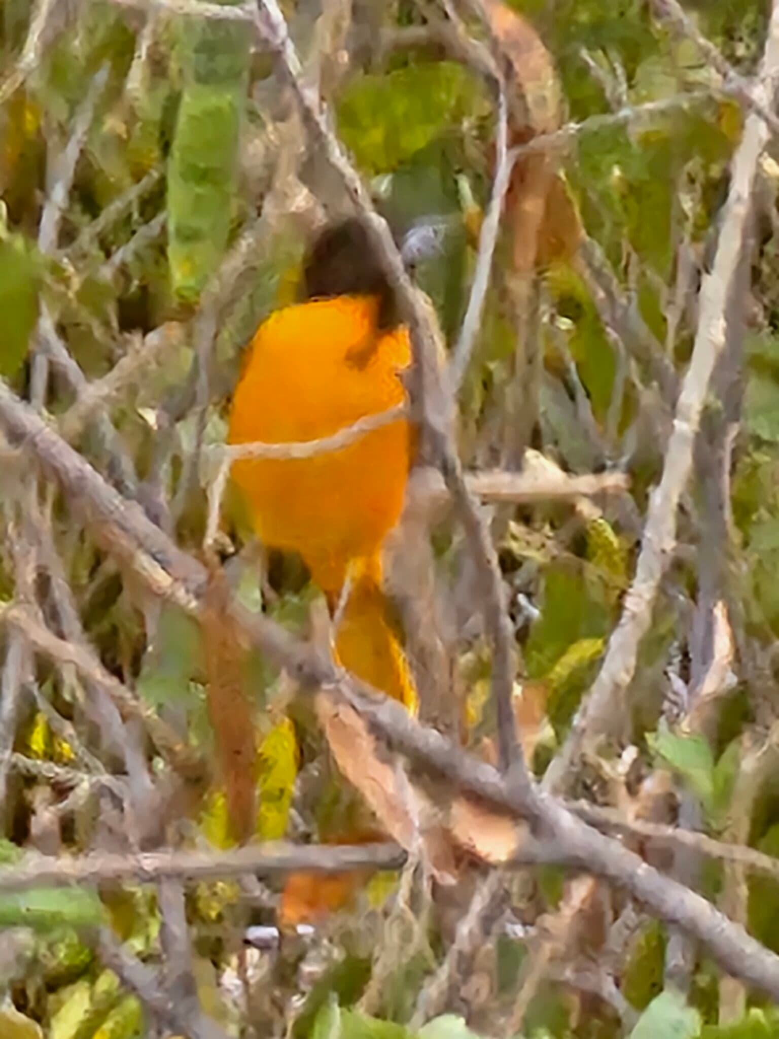 Orange Oriole bird hides in the bush | Natural Costa Rica