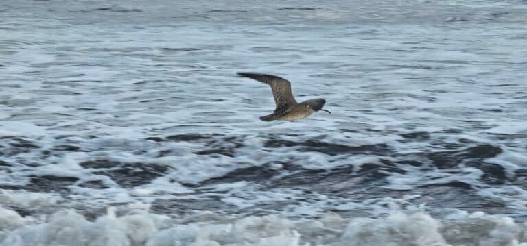 Whimbrel flies above ocean waves on the hunt. in Osa Peninsula | Natural Costa Rica