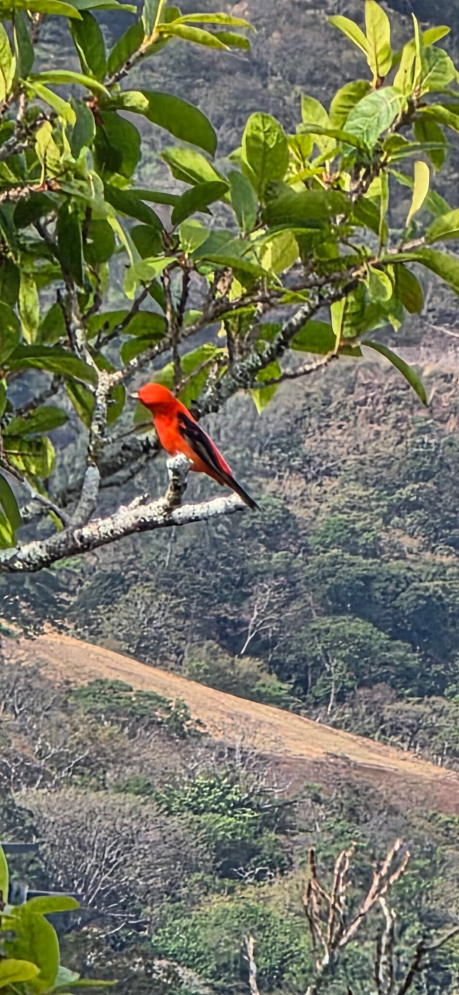 ʻIʻiwi Bird in a Tree in Hawaii | Natural Costa Rica