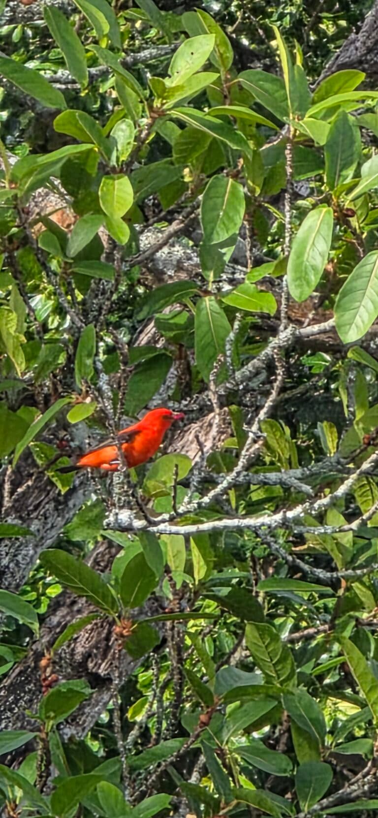 Red Bird Among The Leaves | Natural Costa Rica