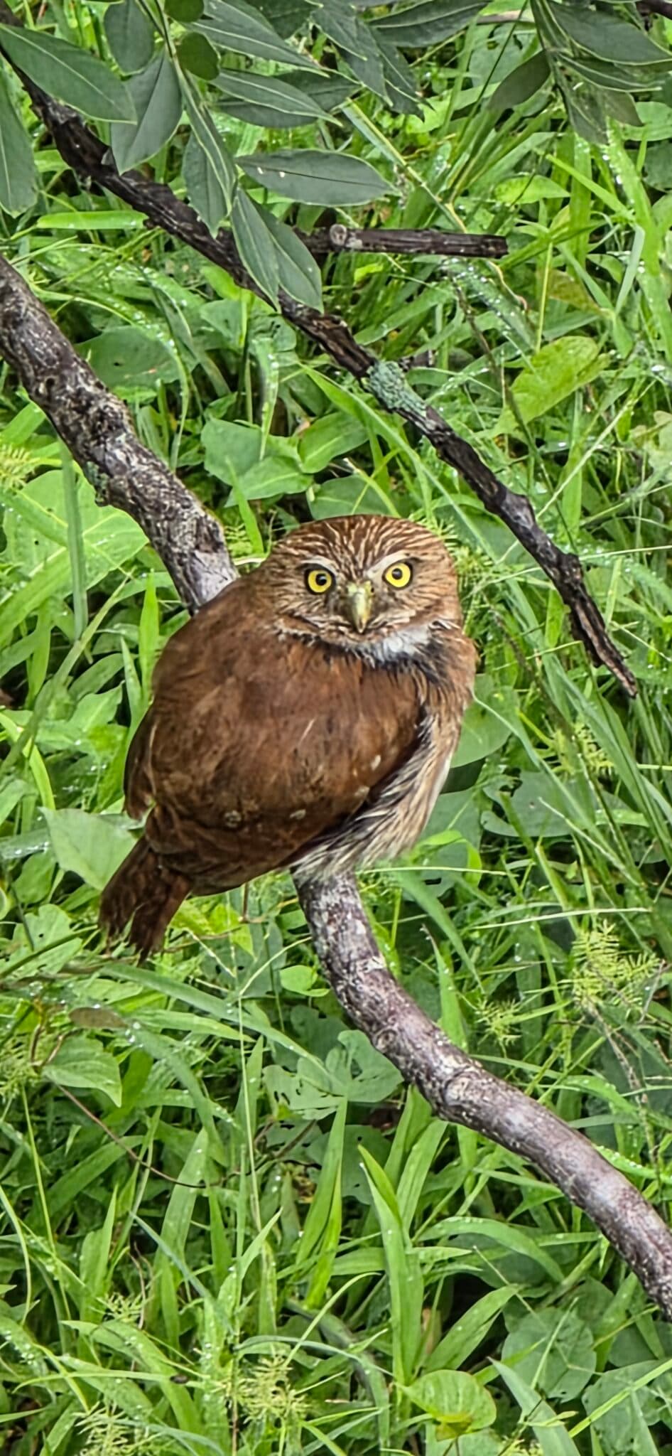 Eurasian Pygmy Owl on Branch | Natural Costa Rica
