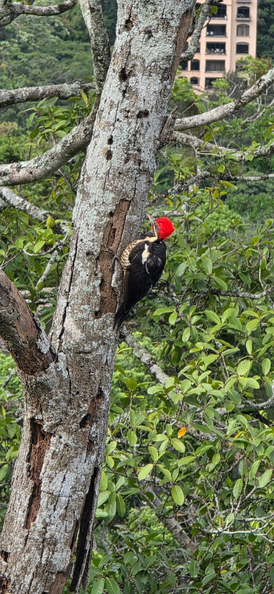 Pileated Woodpecker on a tree branch with foliage | Natural Costa Rica