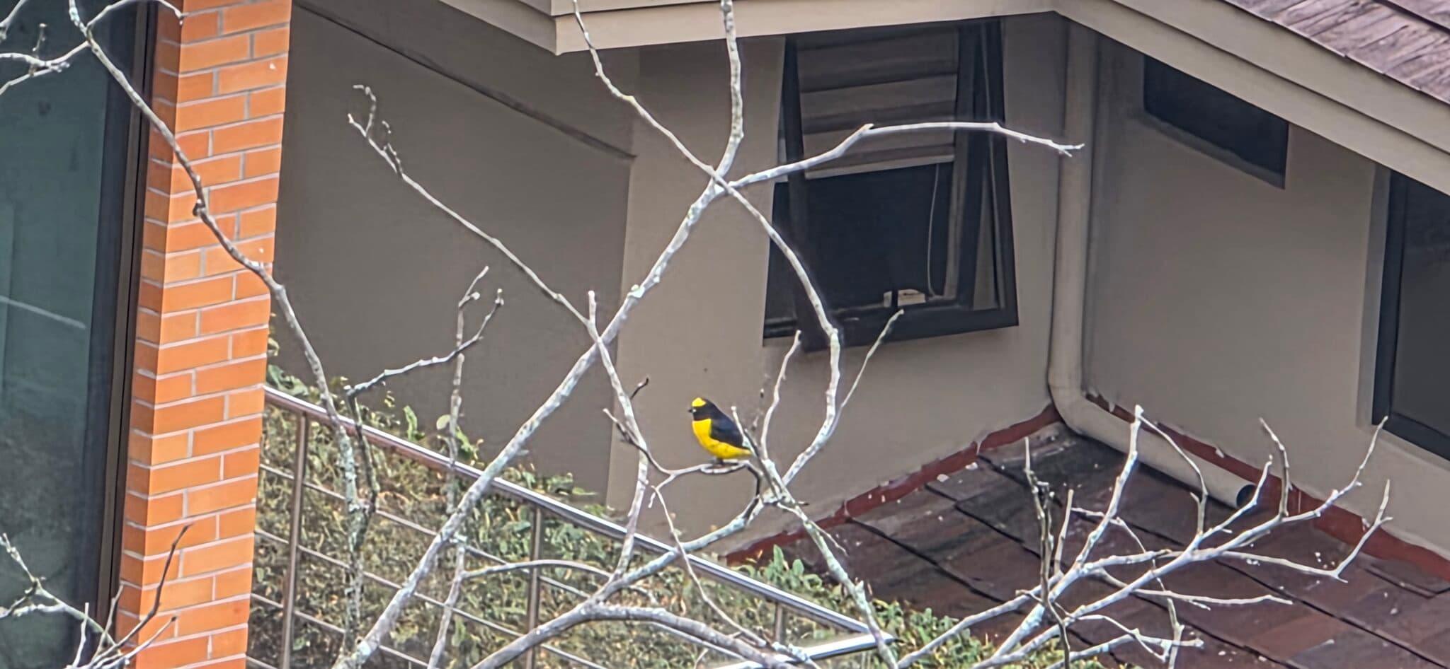 Yellow-crowned Euphonia perched on a tree branch | Natural Costa Rica