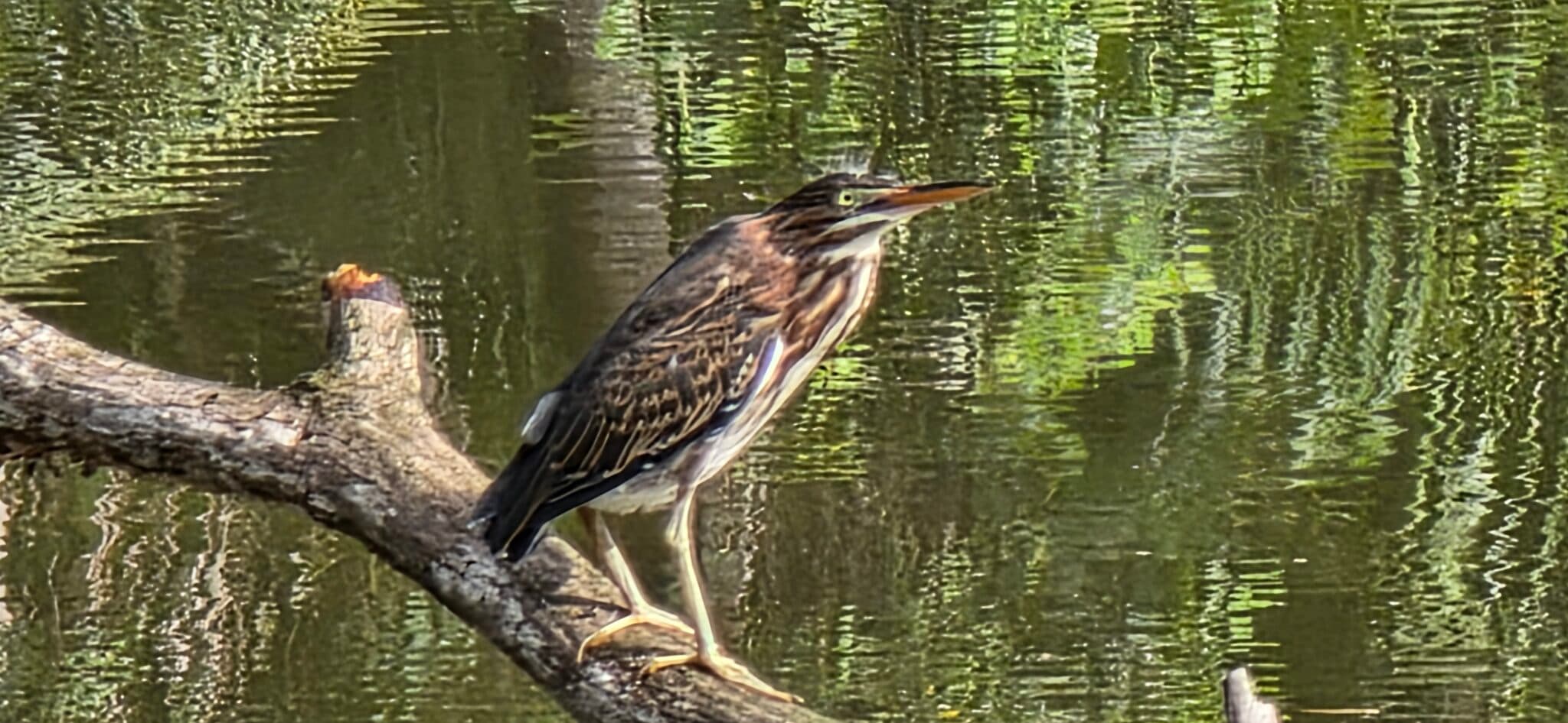 Green Heron Prepares to Dive off Tree Branch | Natural Costa Rica