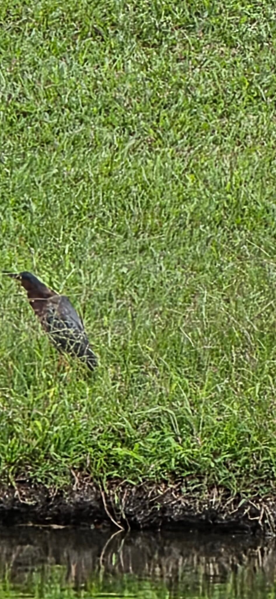 Green Heron hunting for food on grassy riverbank | Natural Costa Rica