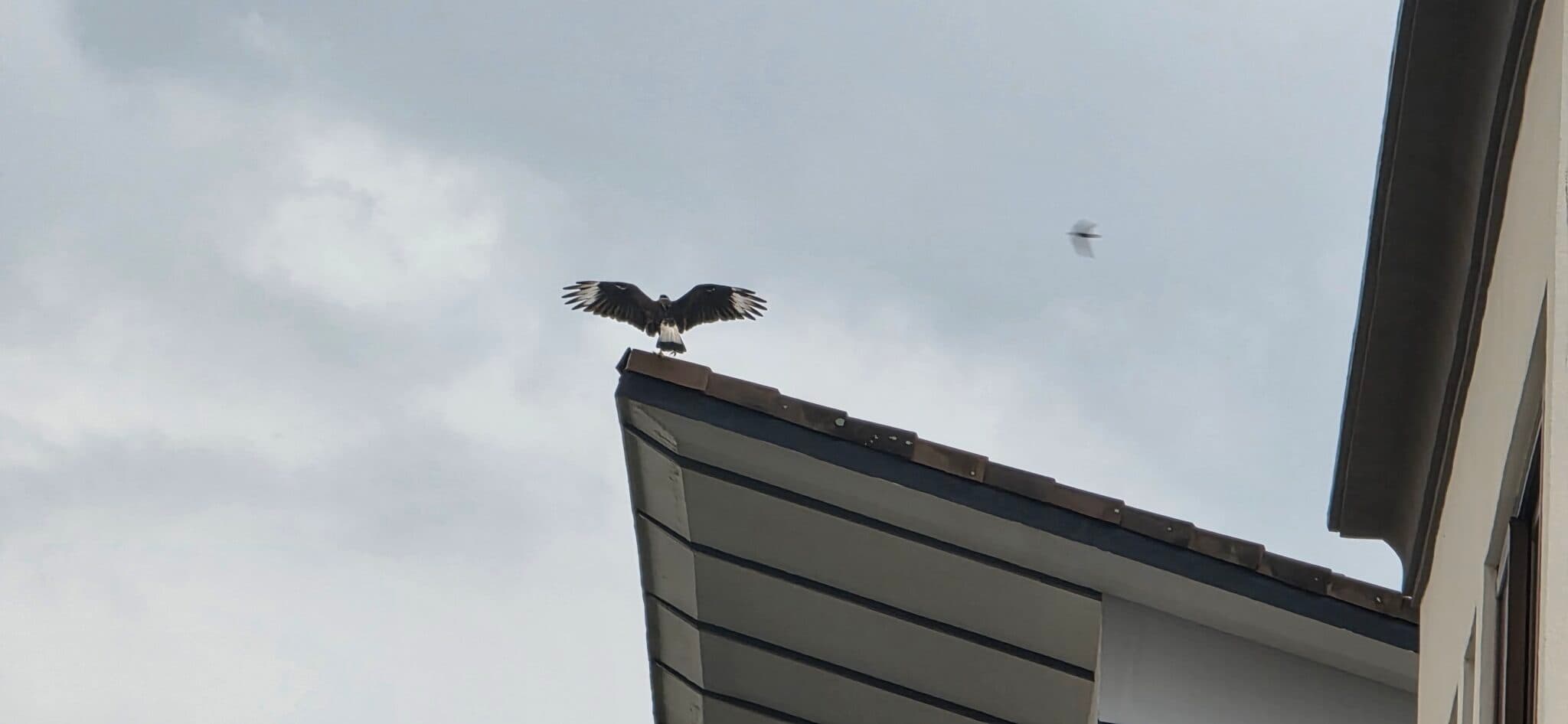Hawk Landing on Roof, Wings Extended, Another Flying | Natural Costa Rica