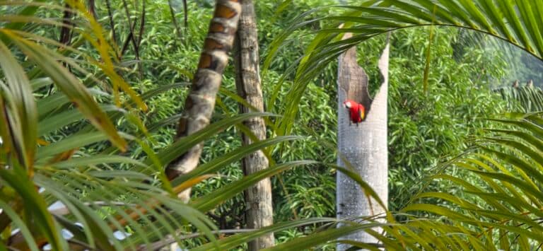 Tropical Bird Feeds In The Wild | Natural Costa Rica