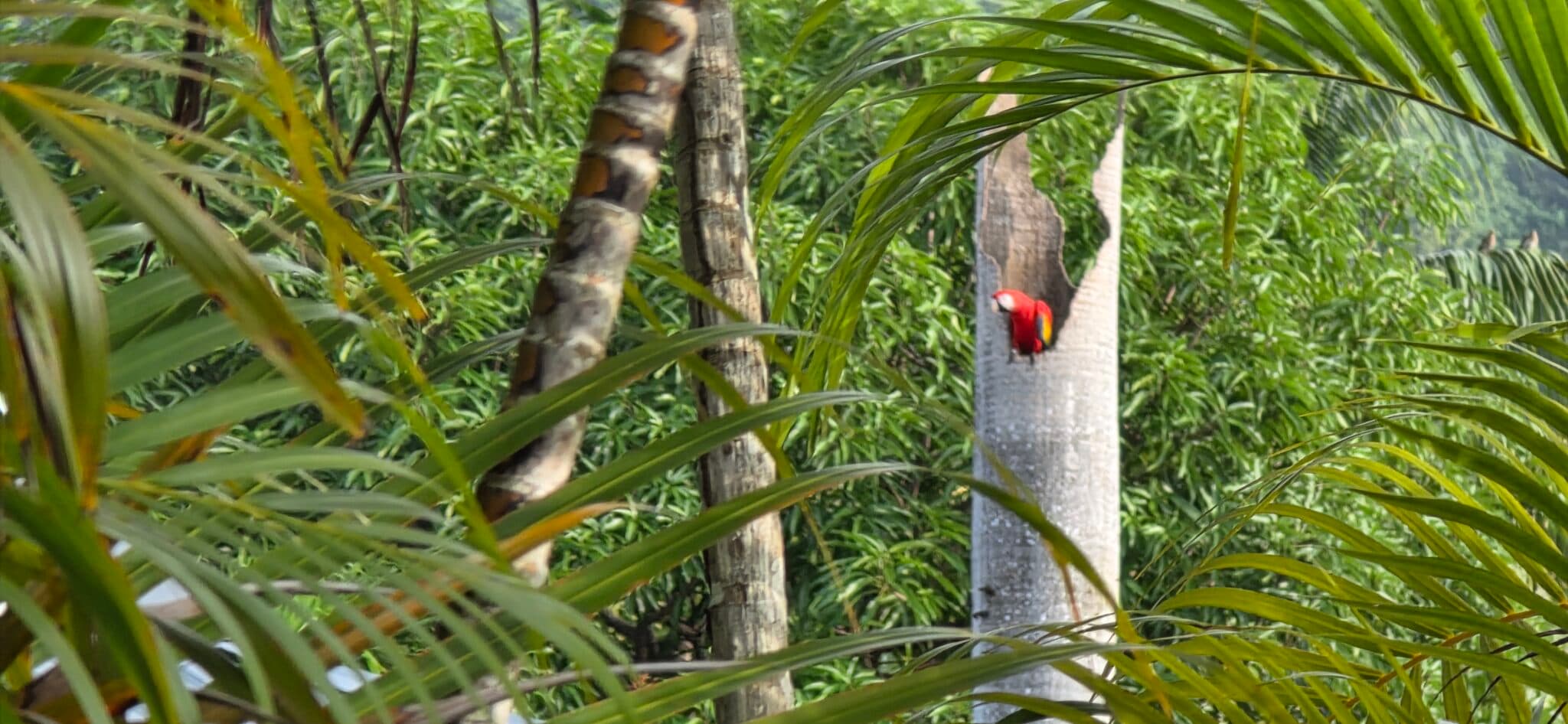 Tropical Bird Feeds In The Wild | Natural Costa Rica