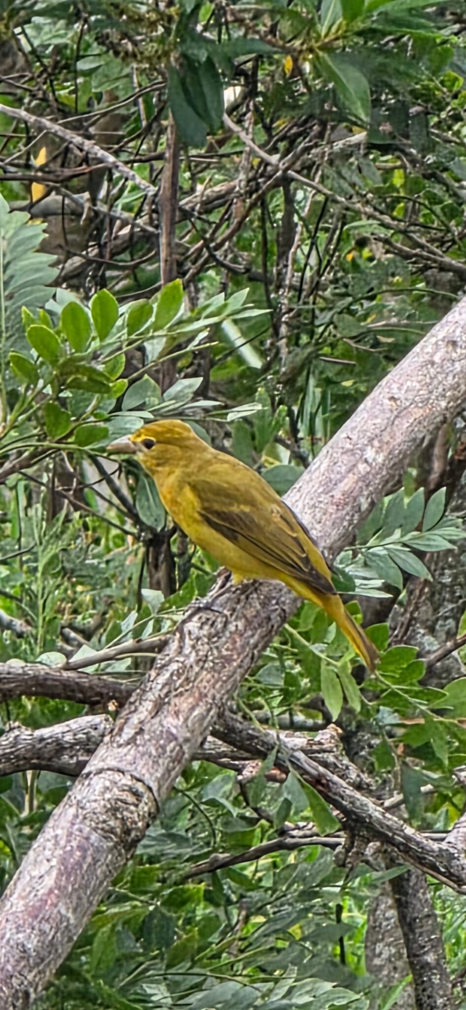 Costa Rica wildlife