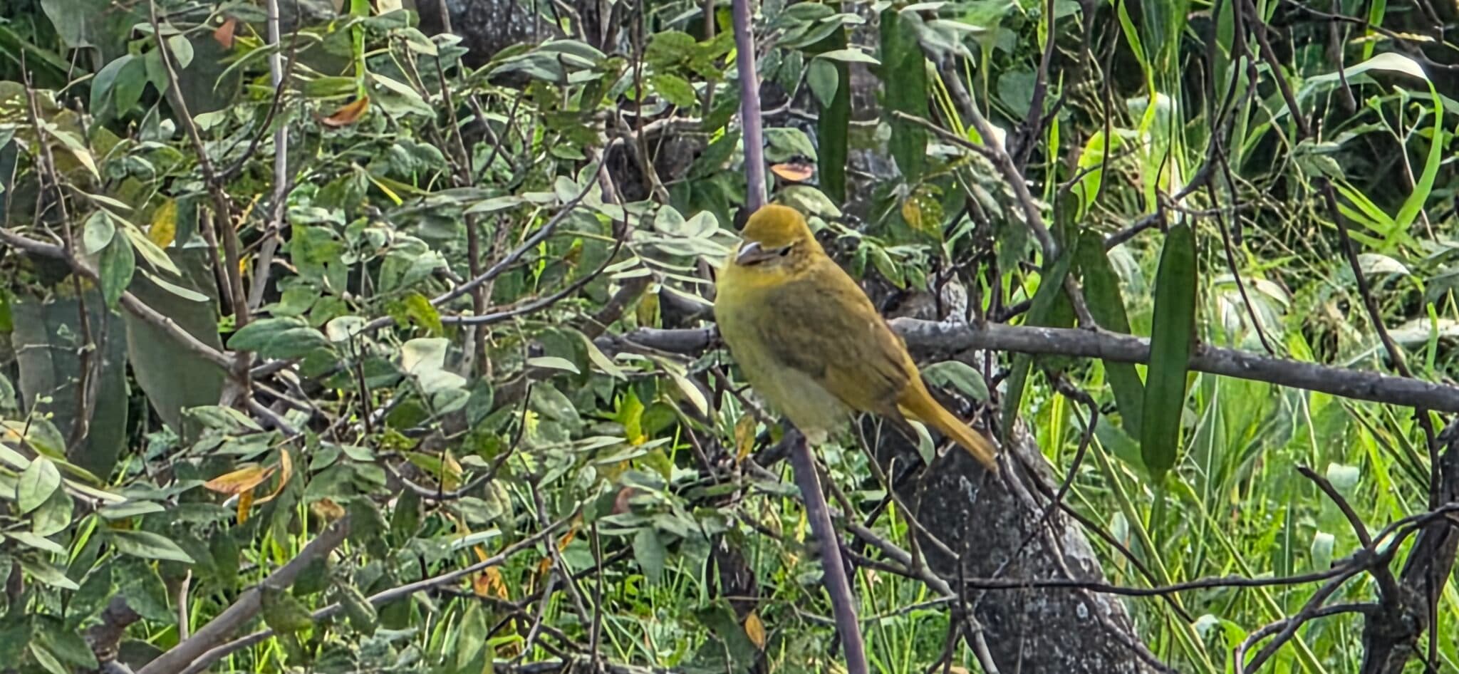 Palm Tanager perched on a tree branch | Natural Costa Rica