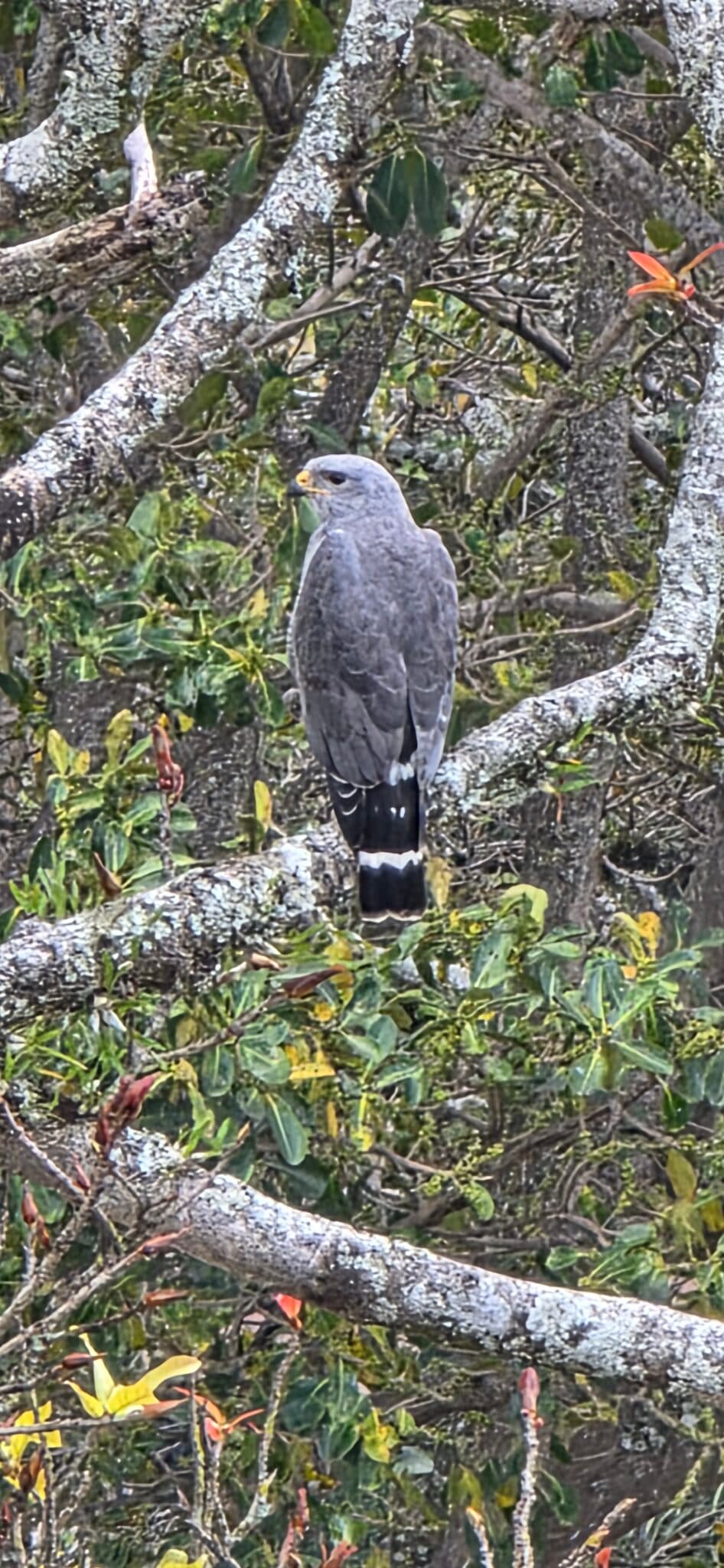 Grey Hawk Perched Camouflaged in Tree Branches | Natural Costa Rica
