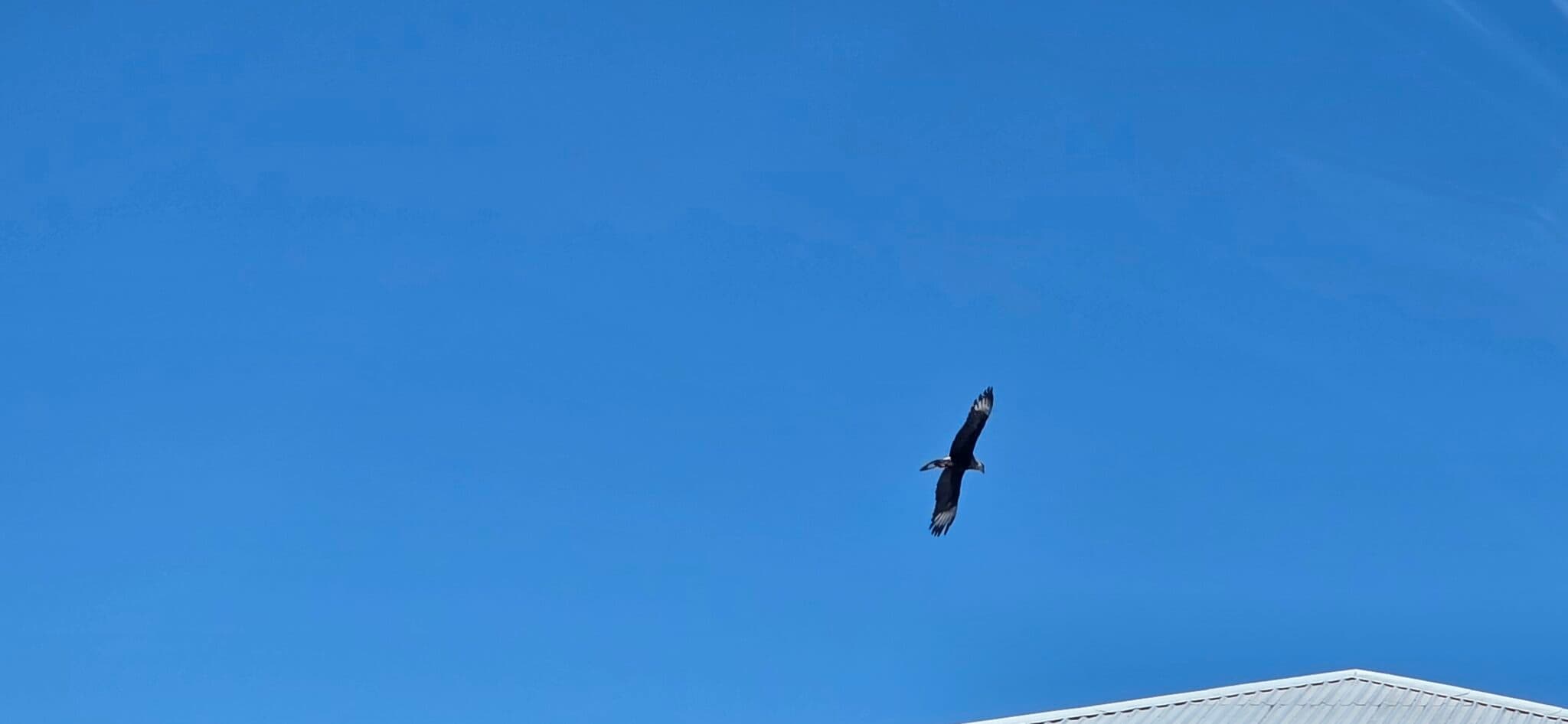 Eagle soars high in a clear blue sky | Natural Costa Rica