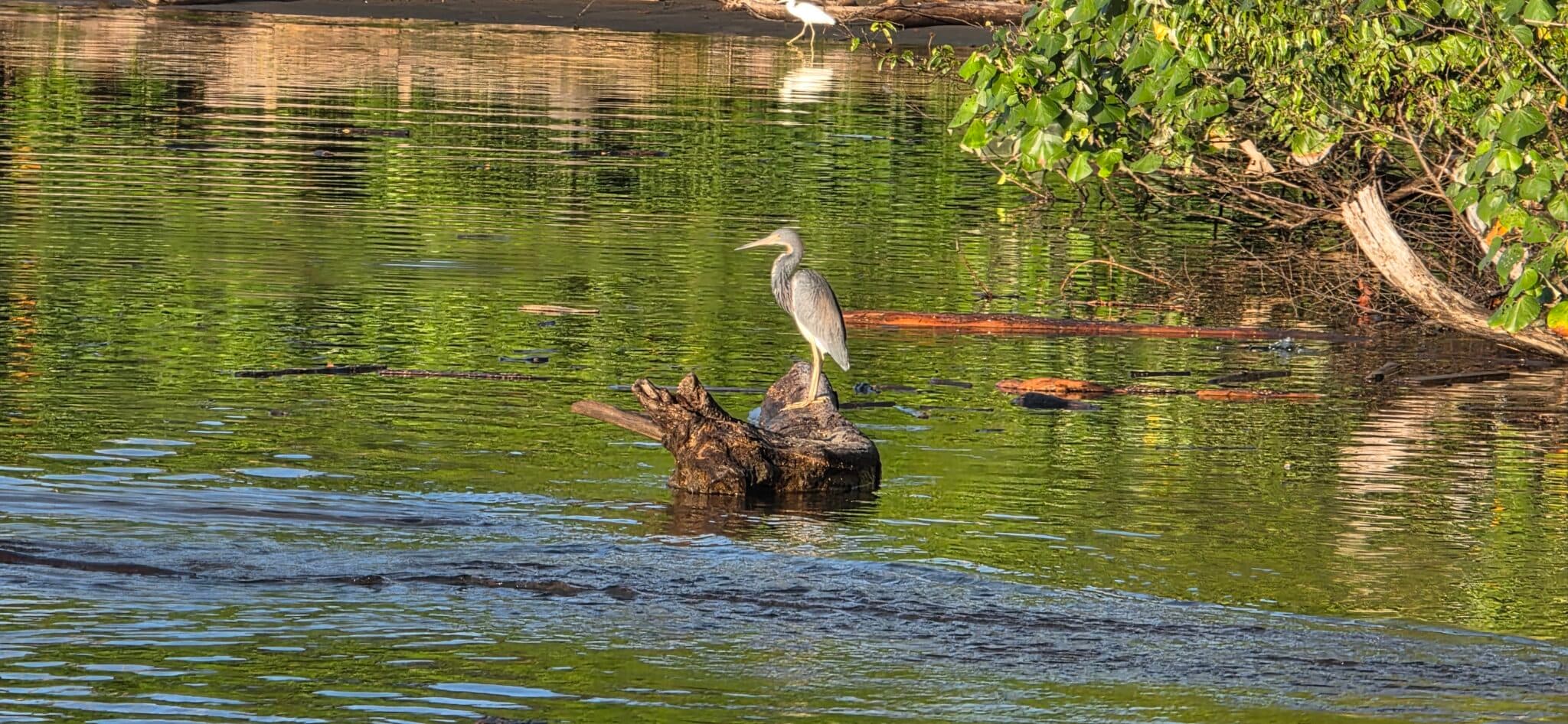 Grey Heron Perched on Log in River | Natural Costa Rica