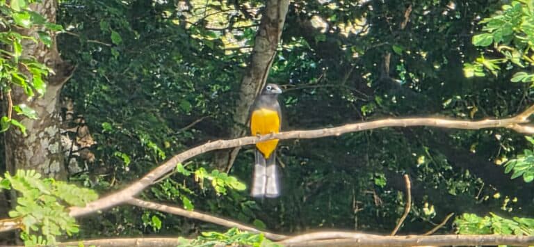 Colorful bird perched in a lush tropical forest | Natural Costa Rica