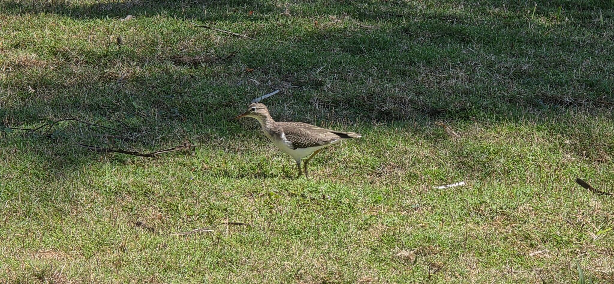 Eurasian Thick-knee Bird Walking in Green Grass | Natural Costa Rica