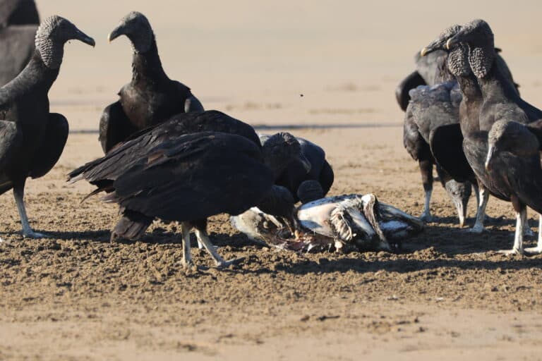 Black vultures feasting on carrion at beach | Natural Costa Rica
