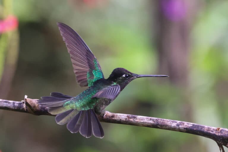 Green hummingbird in flight, nature, vibrant colors in San Gerardo de Dota | Natural Costa Rica