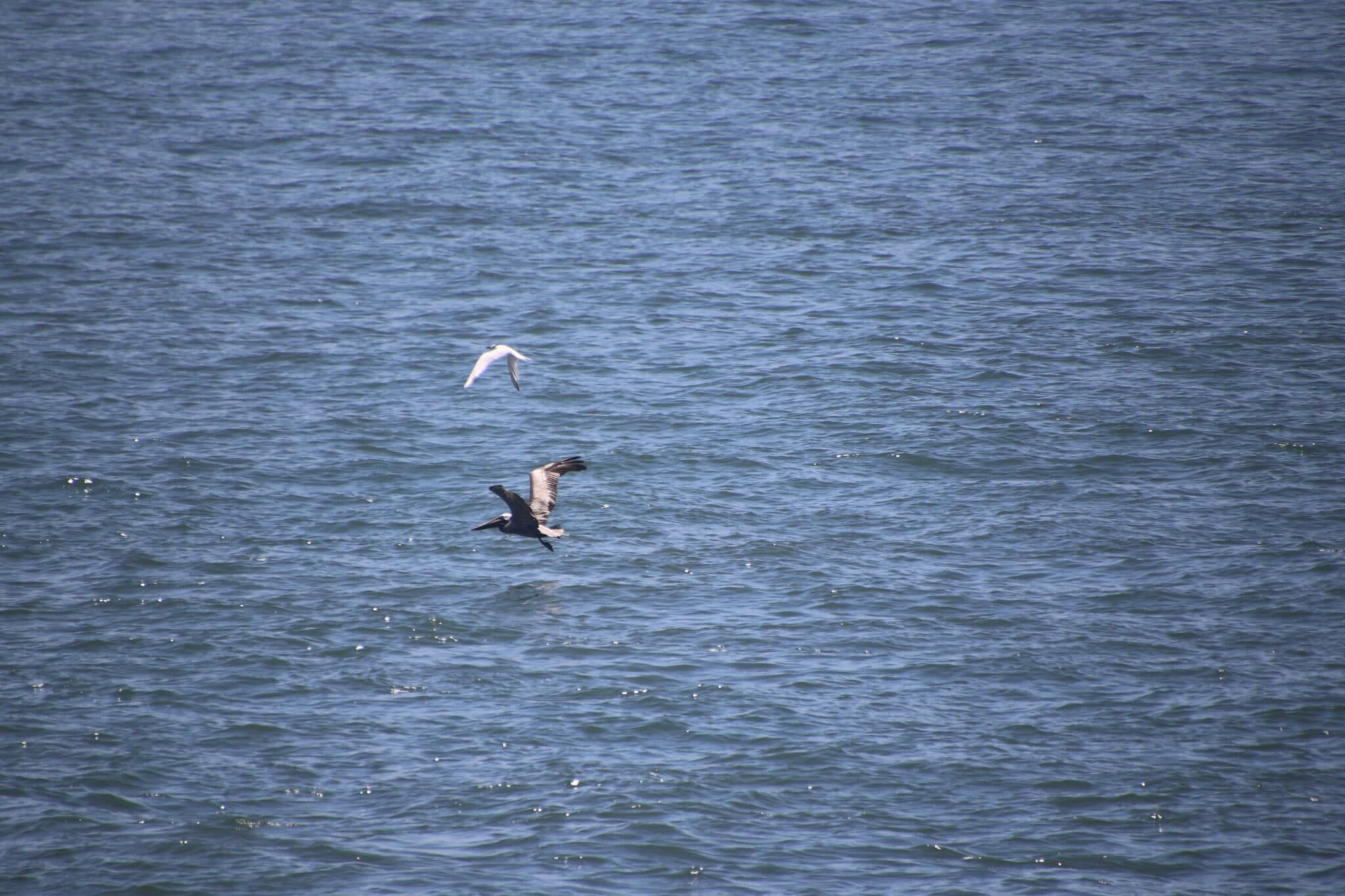 Seabirds soaring over shimmering blue ocean water. | Natural Costa Rica