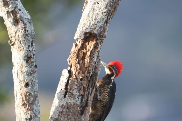 Red-crested woodpecker perched on a tree branch | Natural Costa Rica
