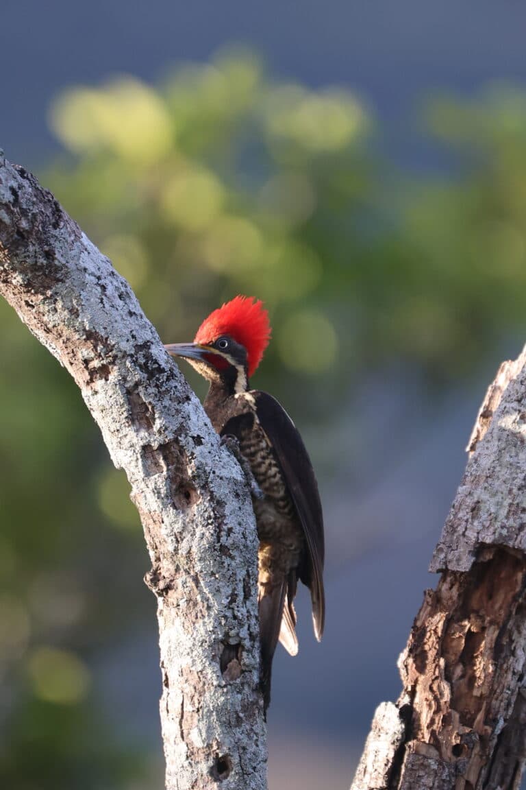 Red-Headed Woodpecker on a Tree Branch Upside Down | Natural Costa Rica