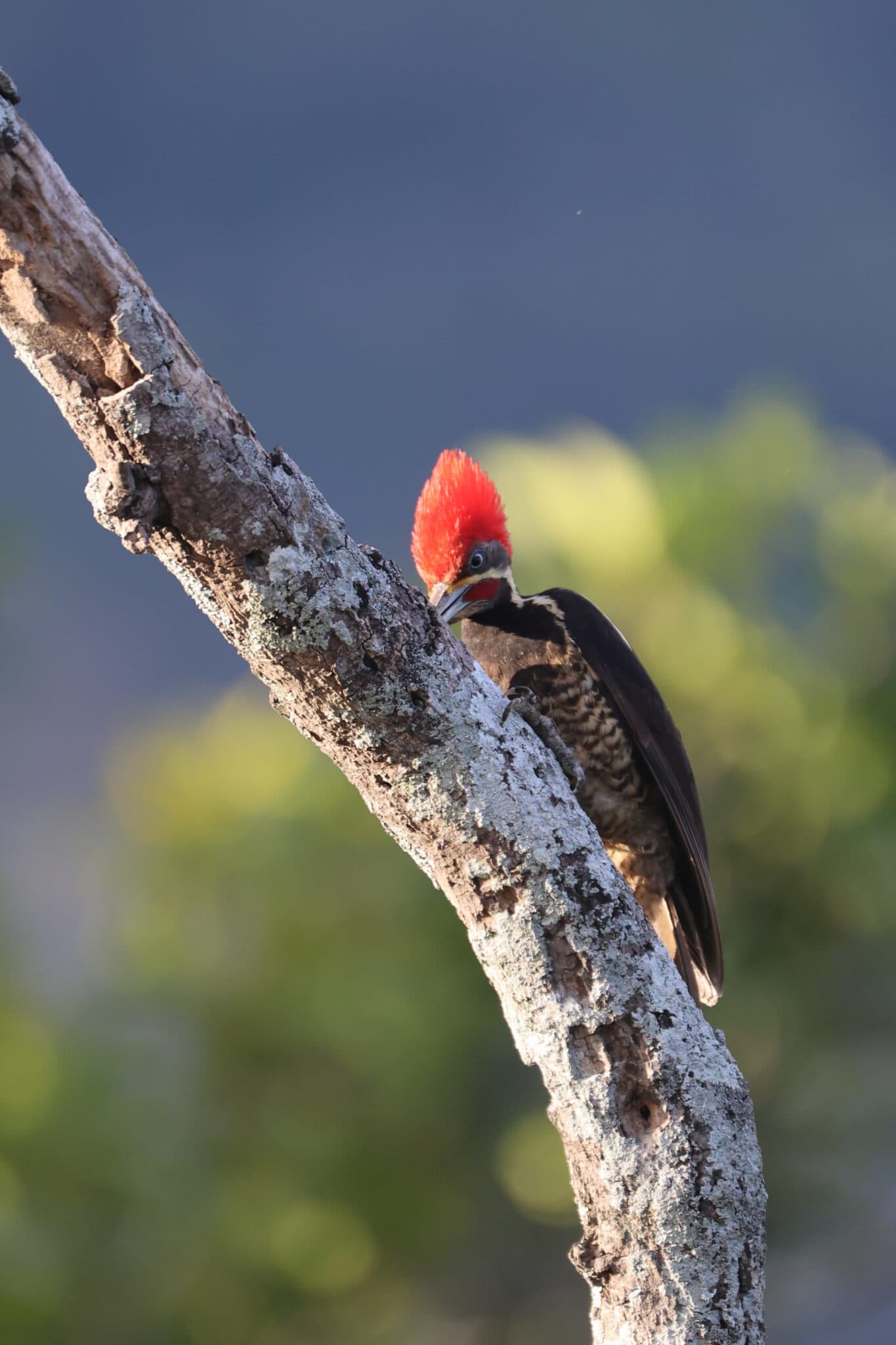 Pileated Woodpecker perched on branch, closeup wildlife photo. | Natural Costa Rica