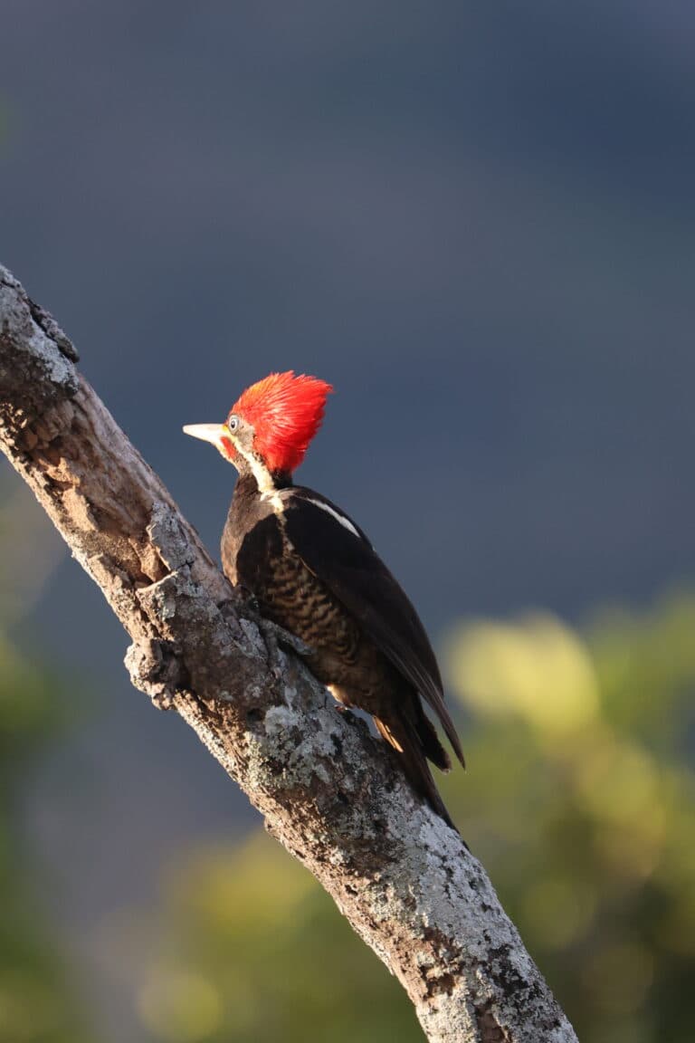 Red-headed Woodpecker on Branch in the Sunlight | Natural Costa Rica
