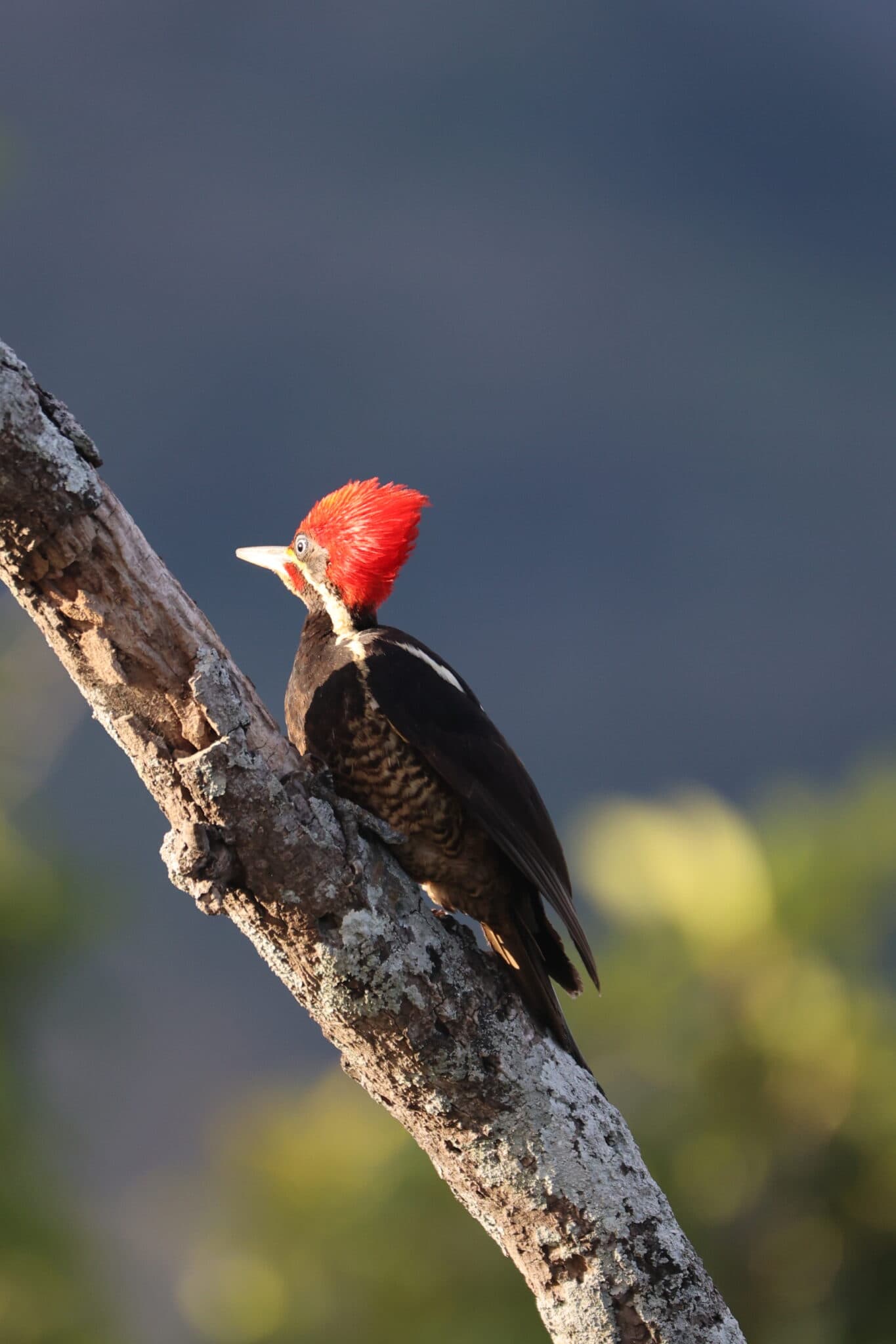 Red-headed Woodpecker on Branch in the Sunlight | Natural Costa Rica