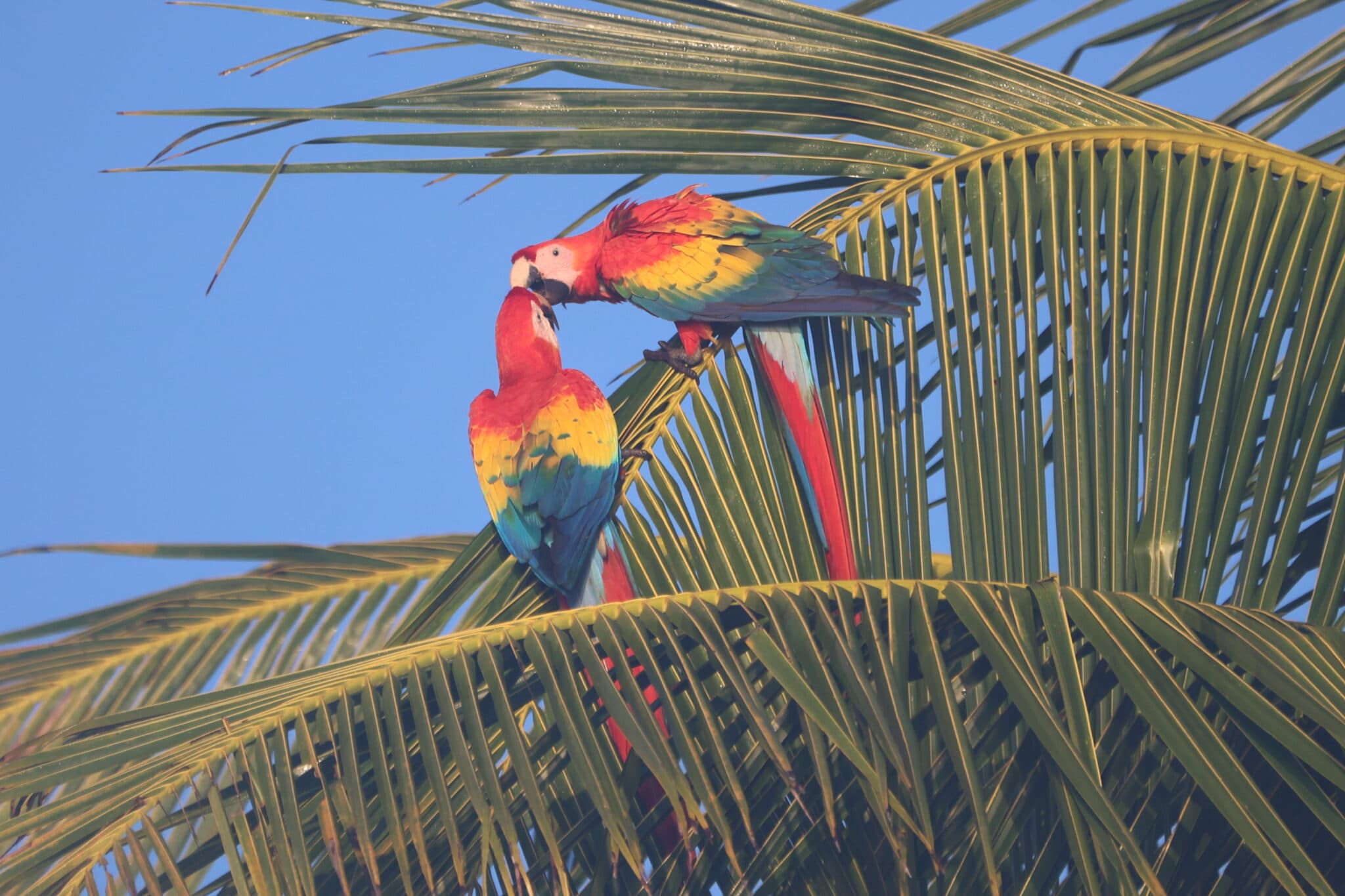Scarlet Macaws perched in a Palm Tree in Nicoya Peninsula | Natural Costa Rica