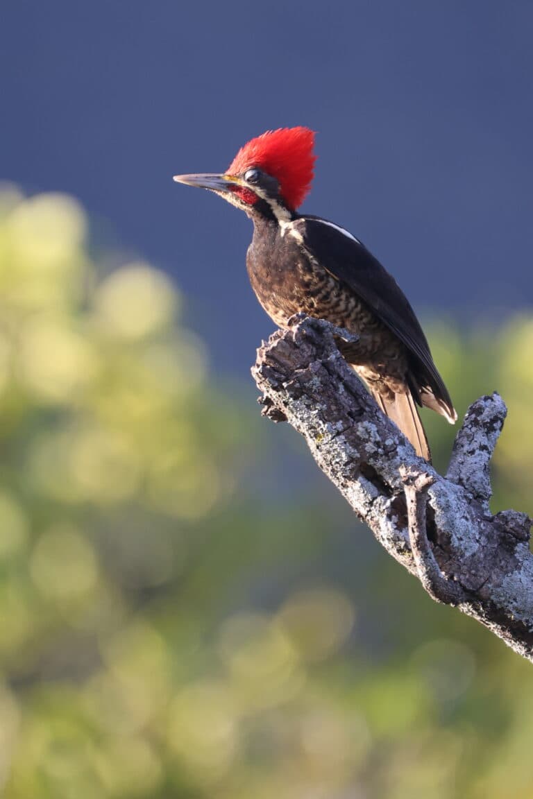 Pileated woodpecker perched on a lichen branch | Natural Costa Rica