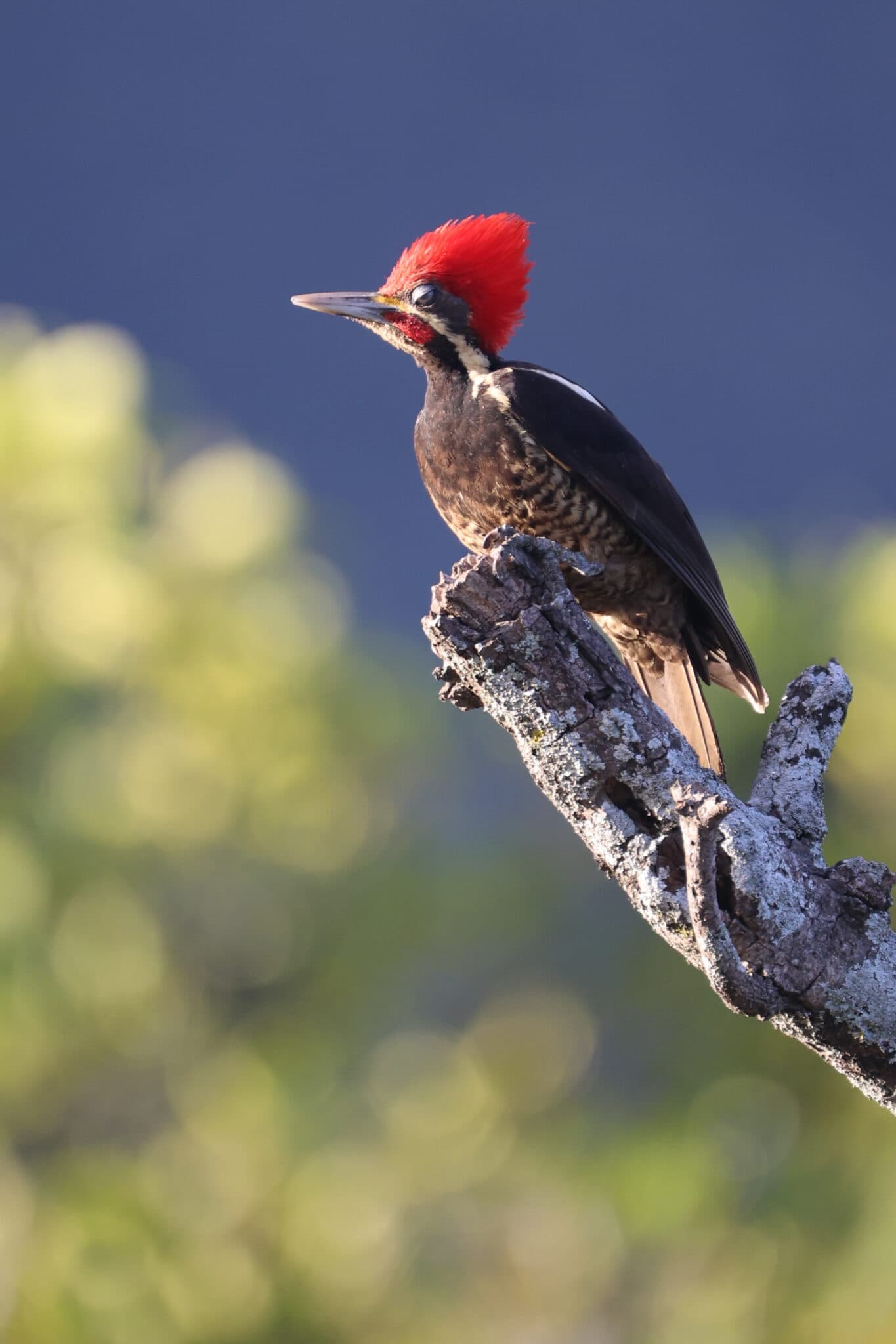 Pileated woodpecker perched on a lichen branch | Natural Costa Rica