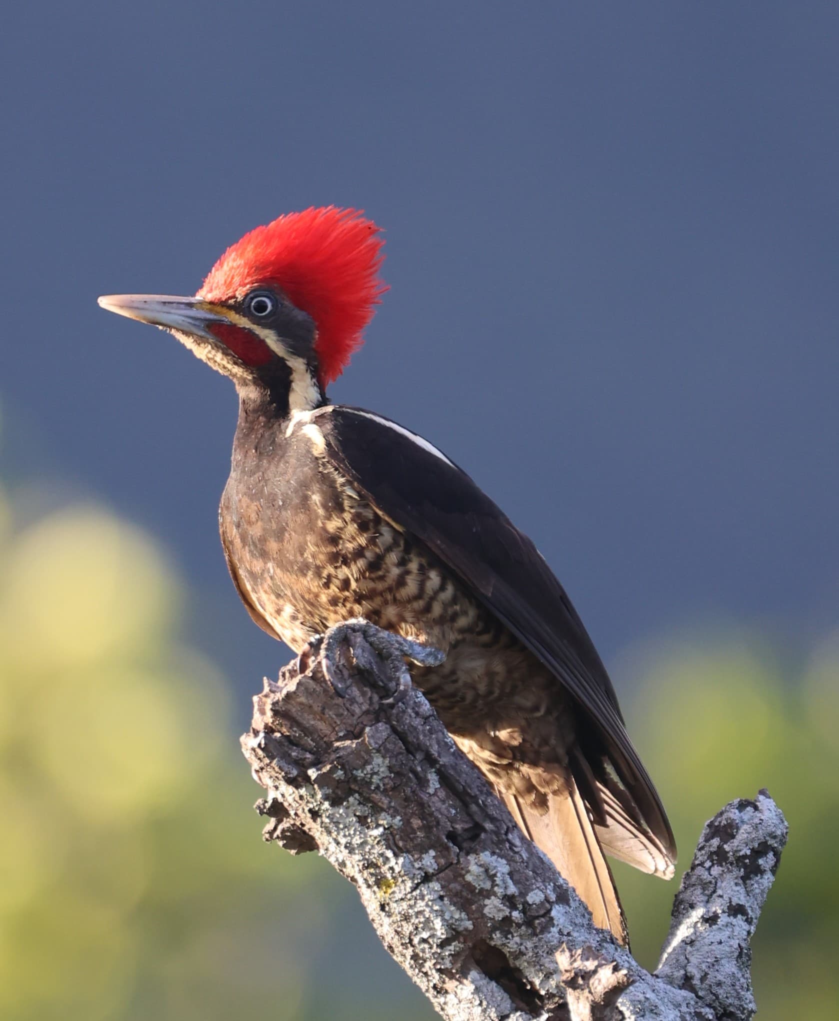 Pileated Woodpecker on a Branch in Nature | Natural Costa Rica