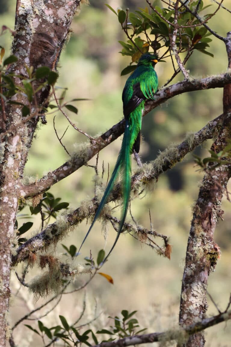 Resplendent Quetzal Perched in Cloud Forest in San Gerardo de Dota | Natural Costa Rica