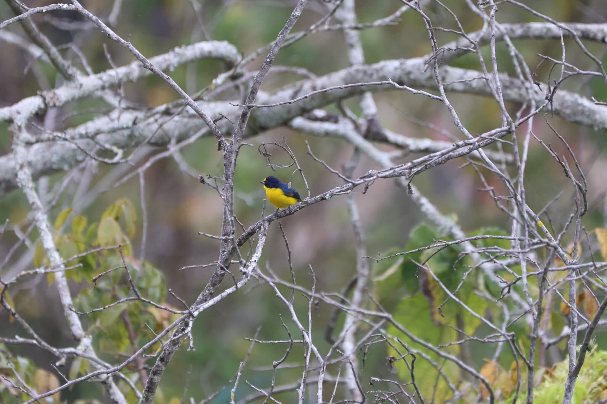 Vibrant Yellow-Rumped Warbler Perched on Branch | Natural Costa Rica