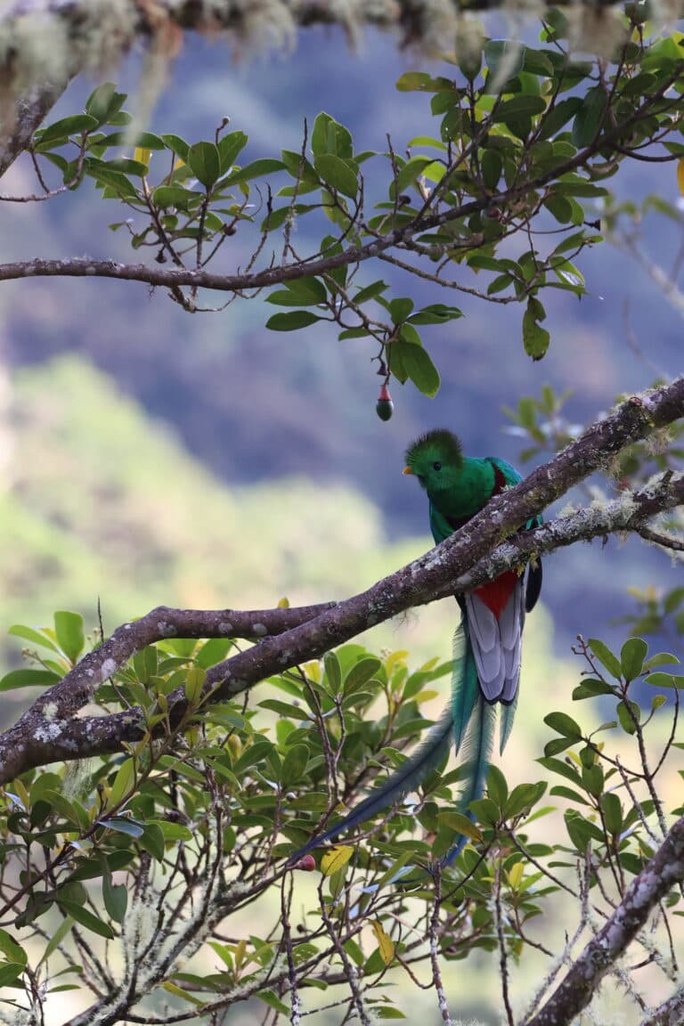 Resplendent Quetzal Perched on a Branch in San Gerardo de Dota | Natural Costa Rica
