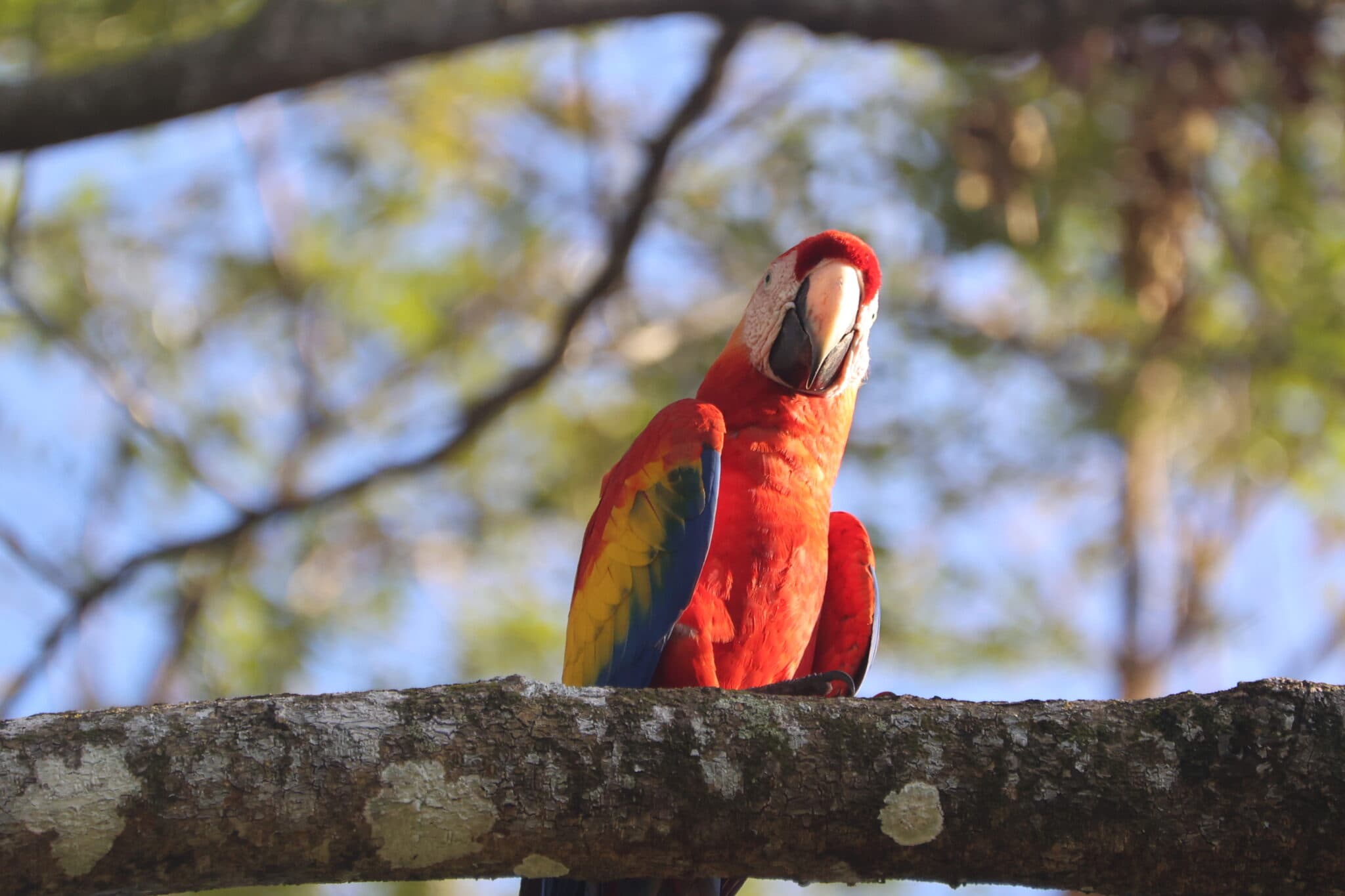 Vibrant Scarlet Macaw Perched on a Branch in Nicoya Peninsula | Natural Costa Rica
