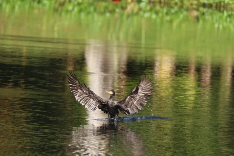 Cormorant Water Bird Landing with Open Wings | Natural Costa Rica