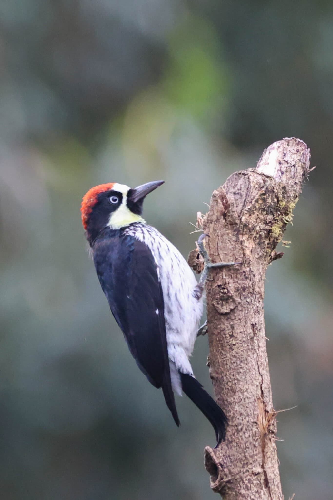 Acorn Woodpecker Perched on a Mossy Branch | Natural Costa Rica