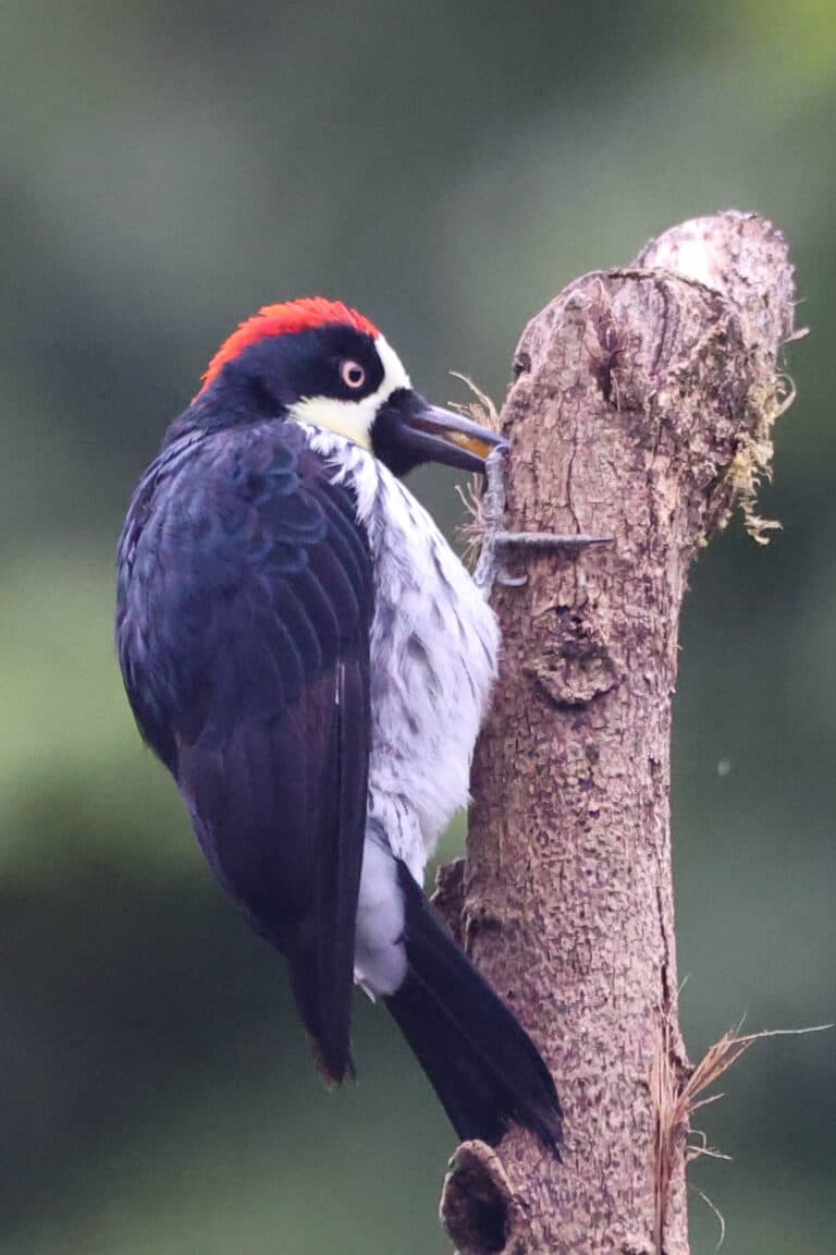 Acorn Woodpecker on Tree Branch | Natural Costa Rica