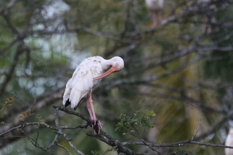 White Ibis Preening in a Tree Branch | Natural Costa Rica