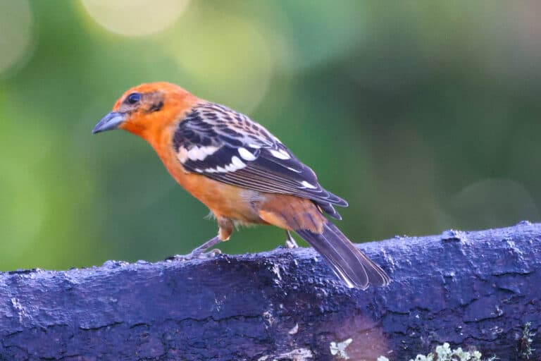 Orange and Black Tanager Perched on a Branch | Natural Costa Rica