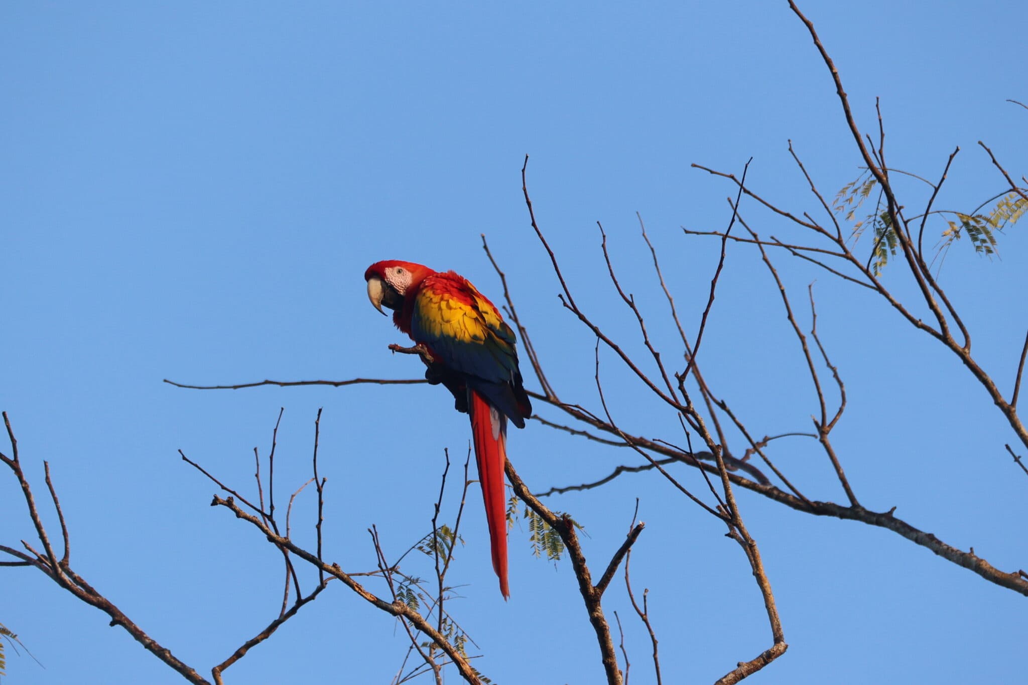 Scarlet Macaw perched in a tree against sky. in Nicoya Peninsula | Natural Costa Rica
