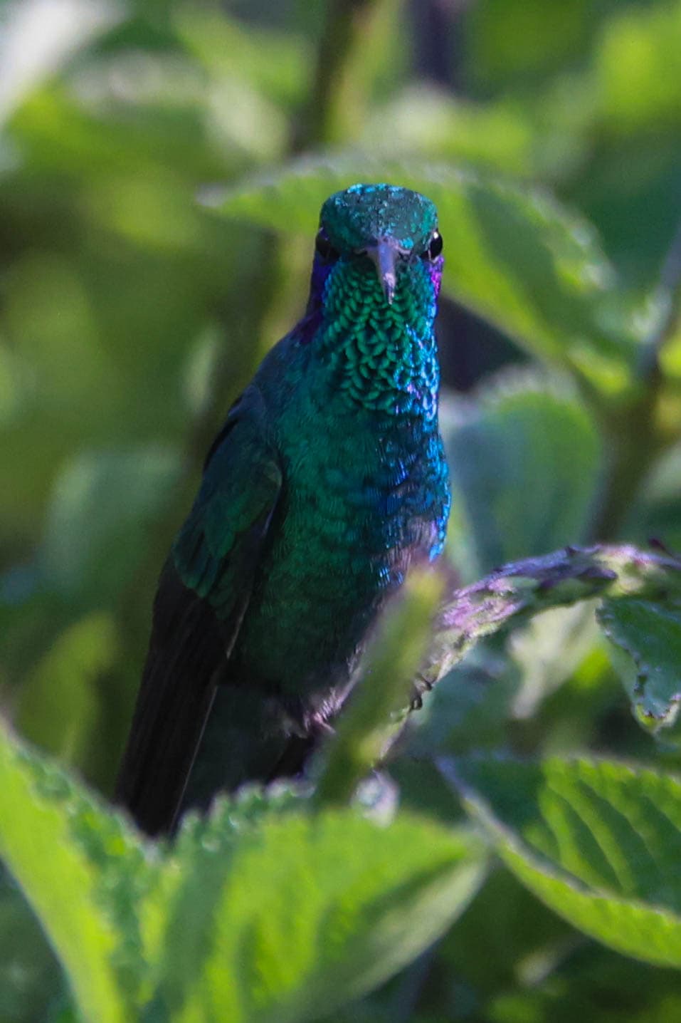 Vibrant hummingbird portrait, iridescent green feathers, lush foliage in San Gerardo de Dota | Natural Costa Rica