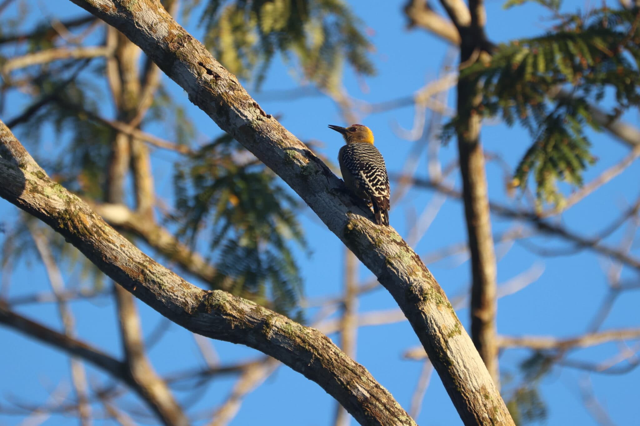 Golden-fronted Woodpecker perched on a branch against sky. | Natural Costa Rica