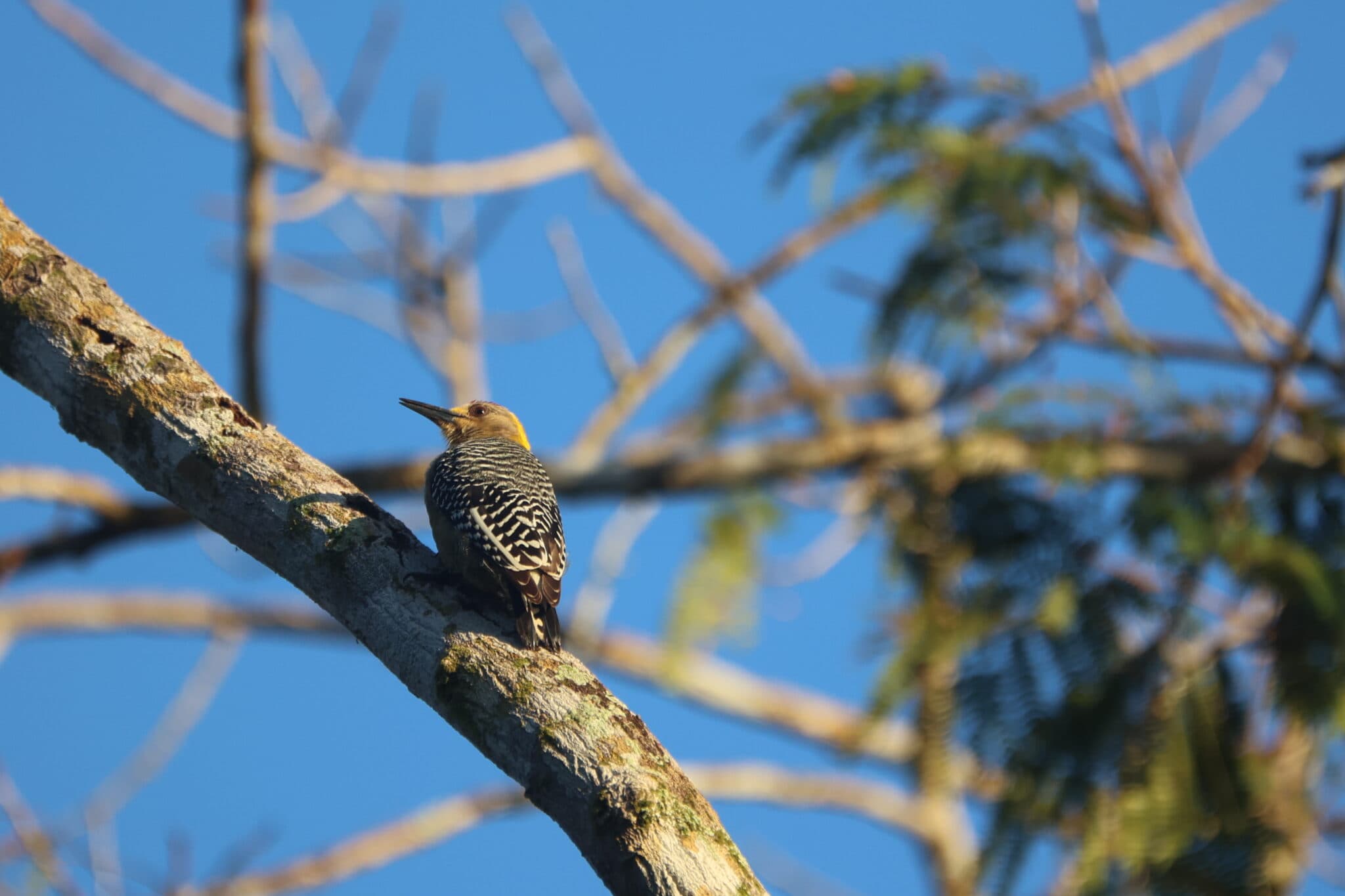 Golden-fronted woodpecker perched on a branch in nature. | Natural Costa Rica