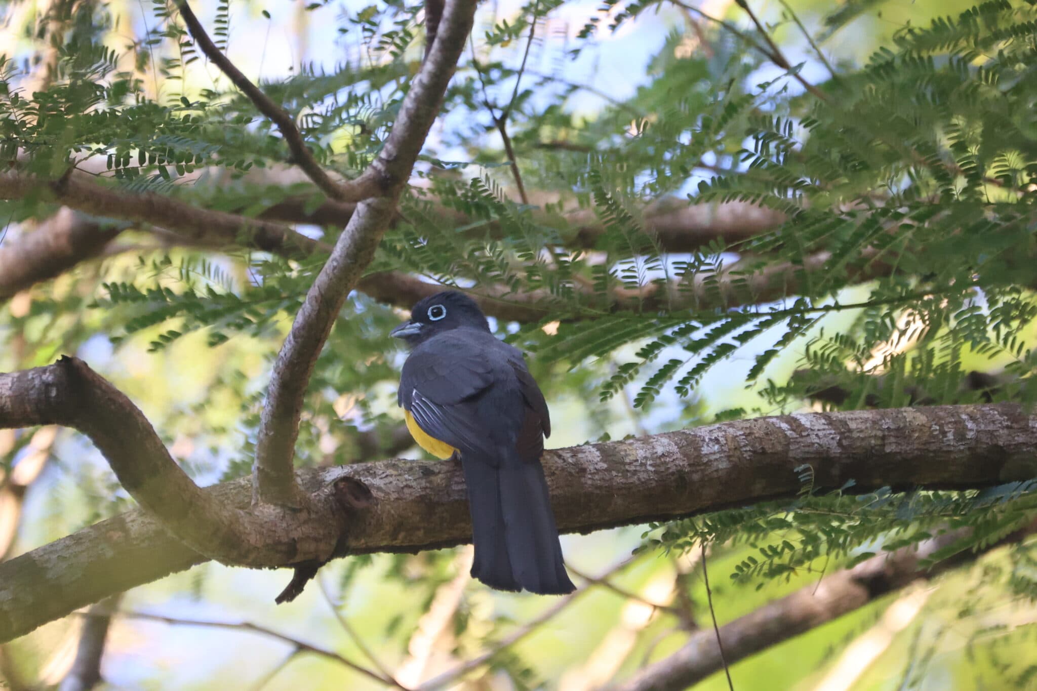 Black-headed Trogon perched in lush green tree in San Gerardo de Dota | Natural Costa Rica