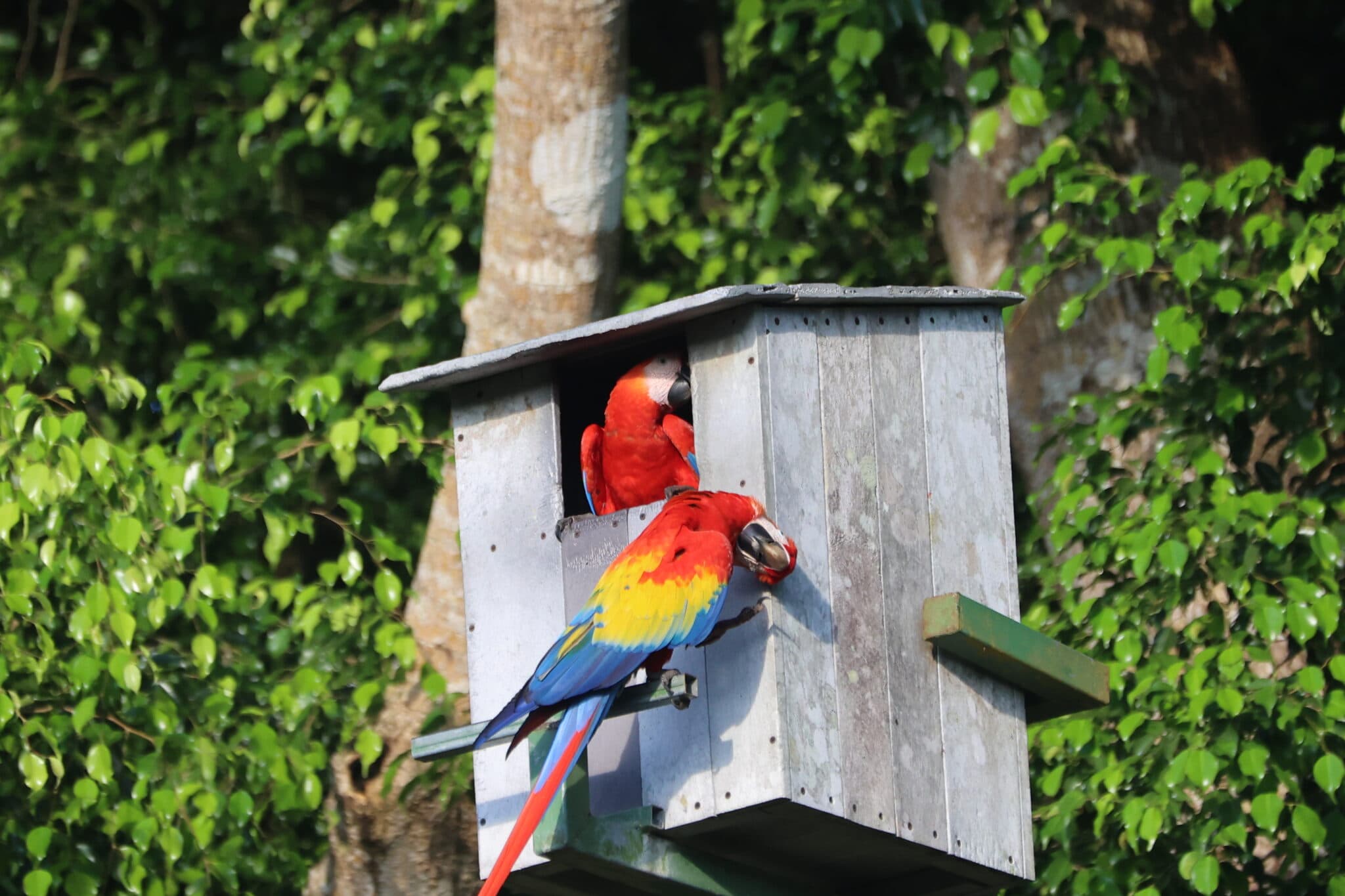Scarlet Macaws at Nest Box in Rainforest in Nicoya Peninsula | Natural Costa Rica